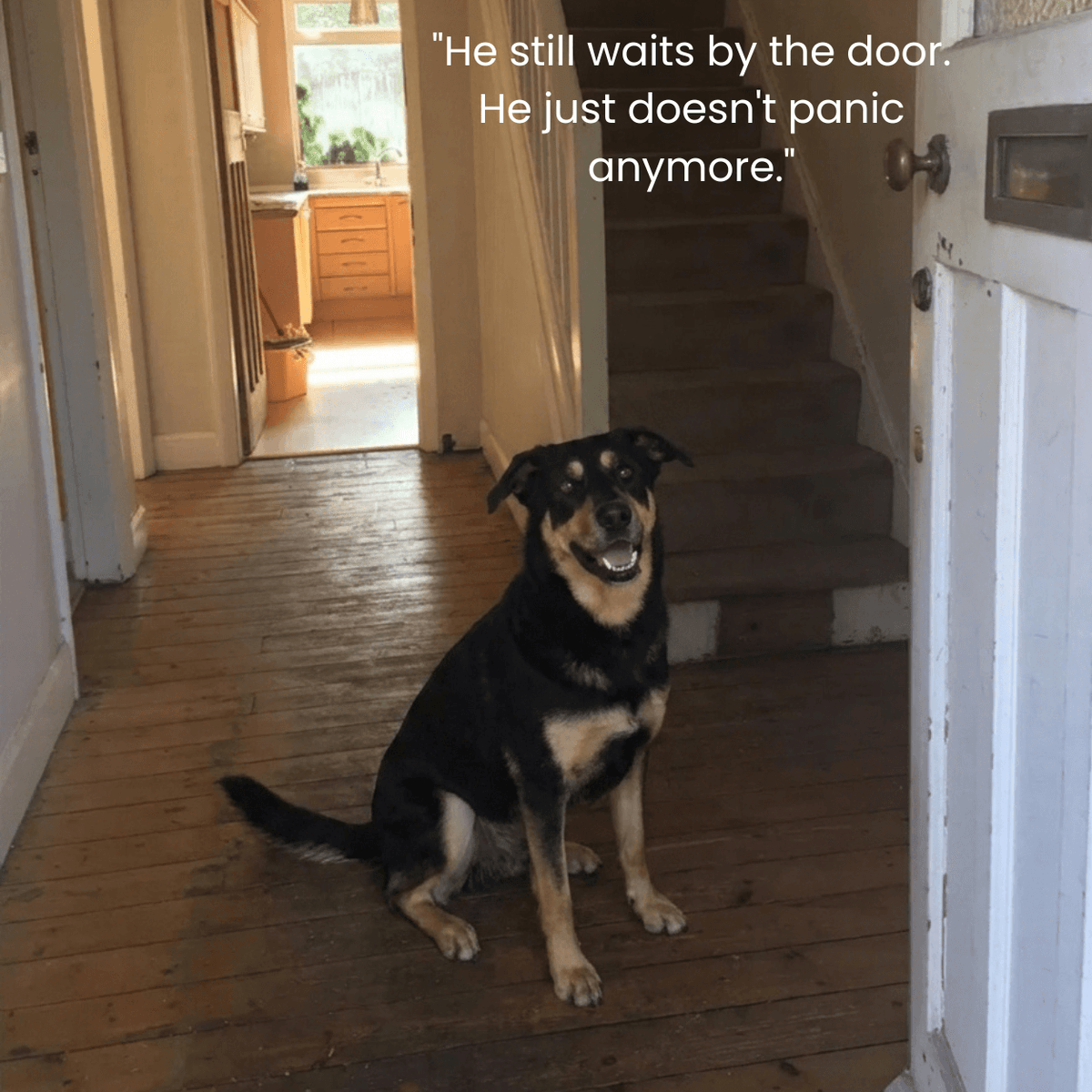 Advanced Calming Chews